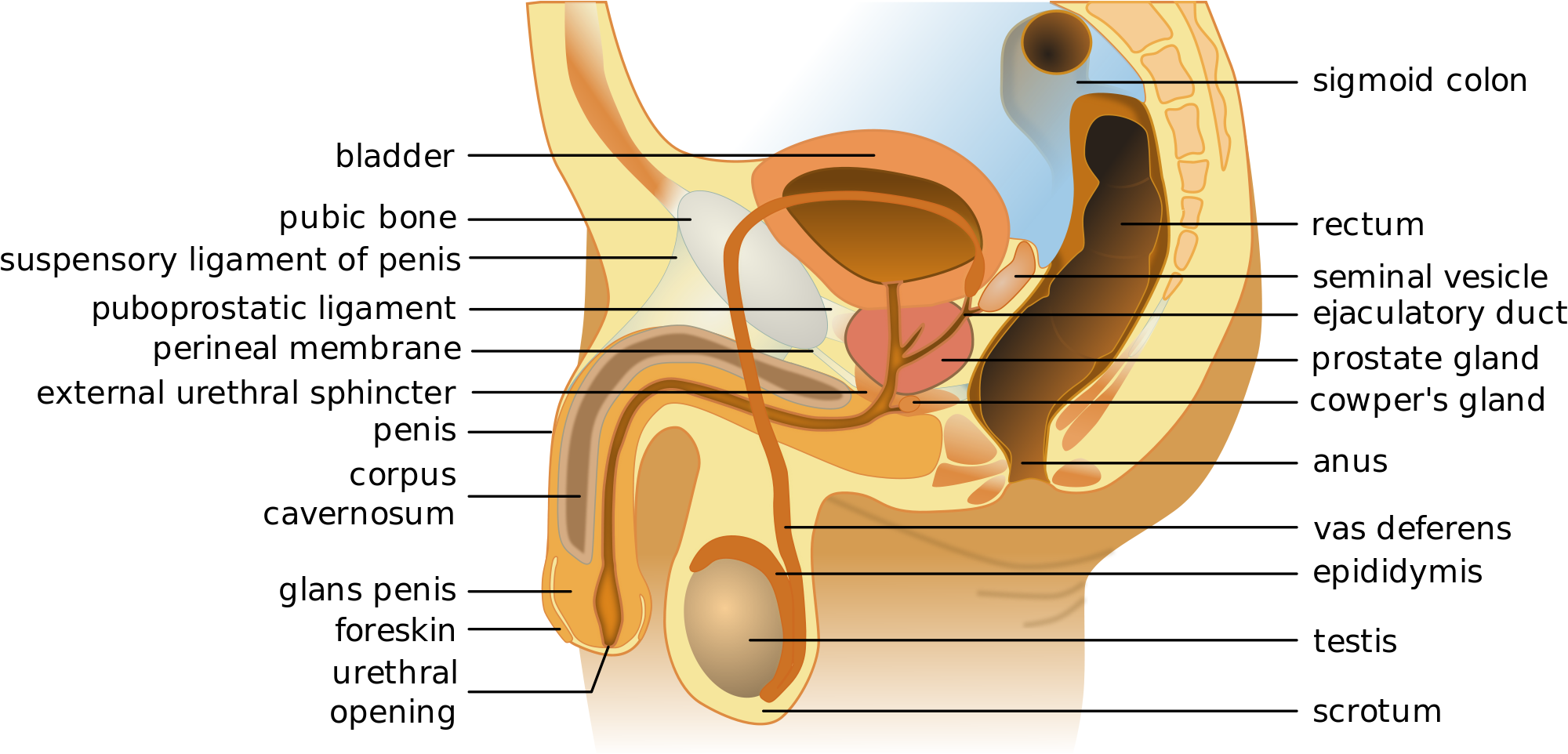 External male genitalia diagram