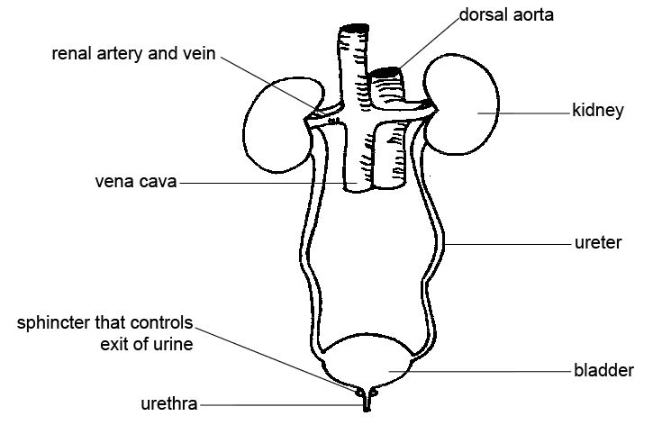 The urinary system or tract